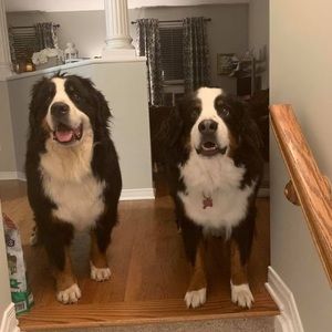 Meet your Posher, Bobbie